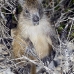 hutia_desmarest_chiq_jar_v_0140_cub2255.jpg